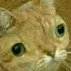 CatMcFattterson's Avatar'