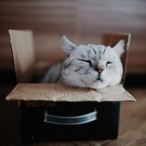 Cat_______-----'s Avatar'