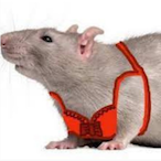 OnlyRats's Avatar'