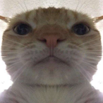 smoothbrainstu's Avatar'
