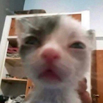 RealNggaZex's Avatar'