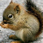 ChipmunkJury's Avatar'