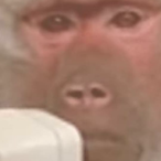 TTVGeneralWS's Avatar'