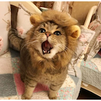 maomao8817's Avatar'