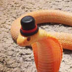 DangerNoodle_47's Avatar'