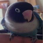Bluebird.host's Avatar'