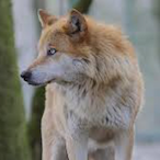 SWAT DeltaQc's Avatar'