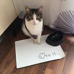 IceKreamGaming's Avatar'