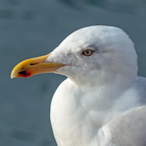 Seagull_Cleaner's Avatar'