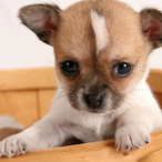 dogodeldios's Avatar'