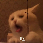 Botmao's Avatar'