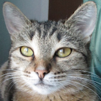 KiIIer_kitty's Avatar