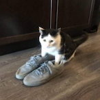 catgotyeezys's Avatar'