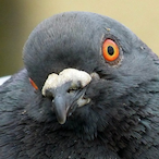 PigeonOfDestiny's Avatar'