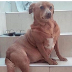 DogCleiton's Avatar'