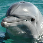 RagnarSonOfFinn's Avatar'