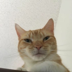bf0e's Avatar'