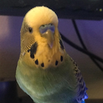 Polly.ComFu's Avatar'
