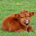 FurryCow.TSB's Avatar'