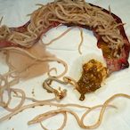 Paraziticus.'s Avatar'