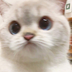Yao_Ya0's Avatar'