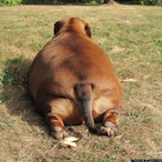 Gordo_the_dog's Avatar'