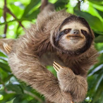 Folivora_Ski's Avatar'