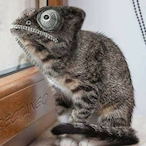 temp-8344689's Avatar'