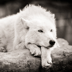 WhiteWolf1595's Avatar'
