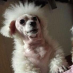 Siba_myHair's Avatar'