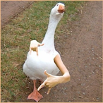 Tik_Taki's Avatar'
