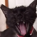 KittySCRWAAA's Avatar'