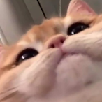 The-BigB.PNG's Avatar'