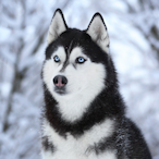 Femboy_Mommy's Avatar'