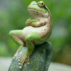BBFrog2's Avatar'