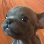 TOXIC_UNCLE__'s Avatar'