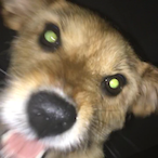 Dog9001's Avatar'