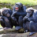 CutePicOfChimps's Avatar'