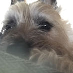 DillyKimchiTTV's Avatar'