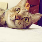 Cookie_QAQ's Avatar'