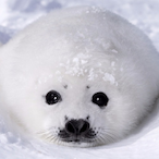 TheRealKamal67's Avatar'