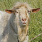 PUZNO_Volare's Avatar'