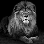 The-Rock453's Avatar'