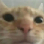 Vinc38's Avatar'