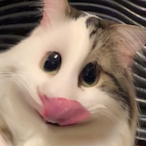 Raspberry--'s Avatar'