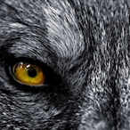 IceNezhaBearJTL's Avatar'