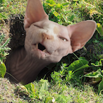 VKP.turetsk1y's Avatar'