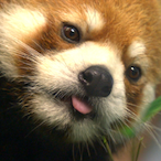DesertRedPanda's Avatar'