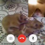 micro_dingle420's Avatar'