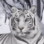 Big_White_Cat's Avatar